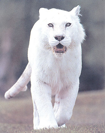 صور للذئب الابيض و النمر الابيض   1052~Pure-White-Tiger-Posters